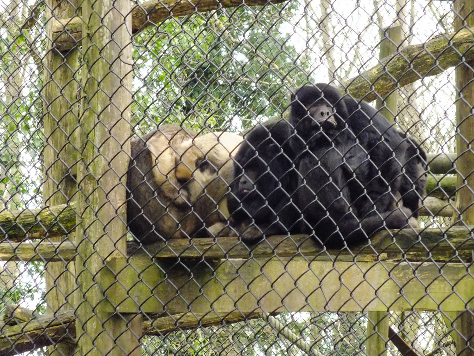Howler Monkeys