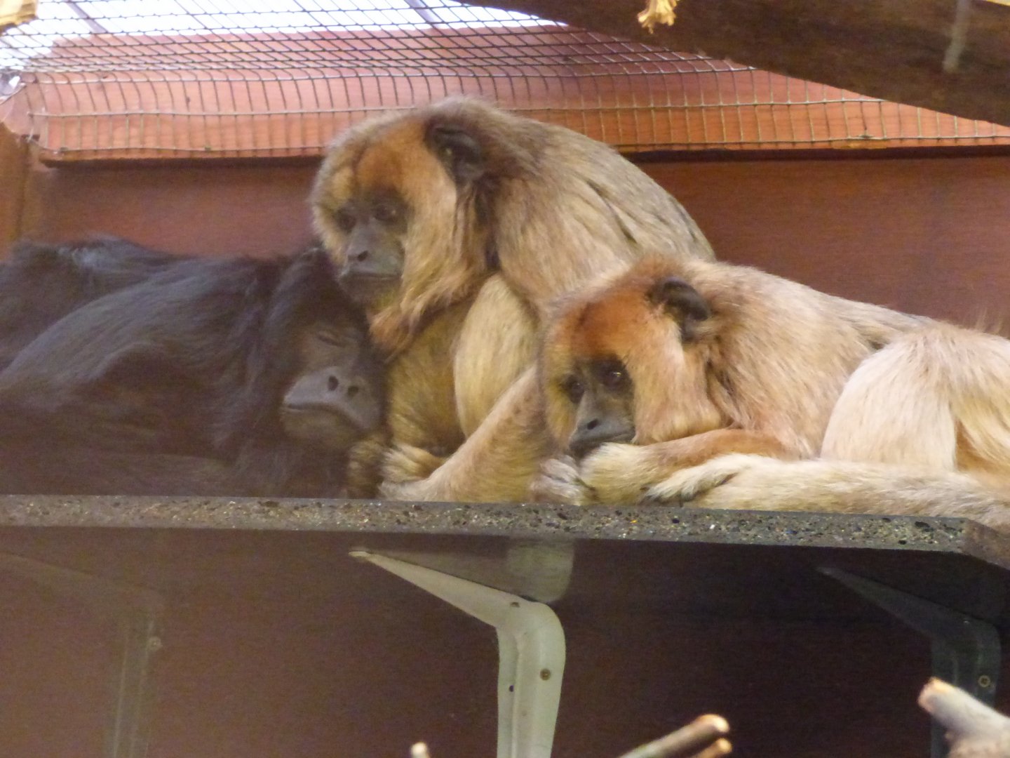 Howler Monkeys