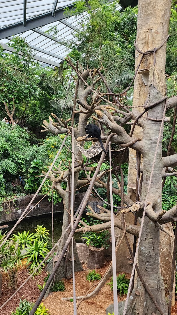 Howler Monkeys