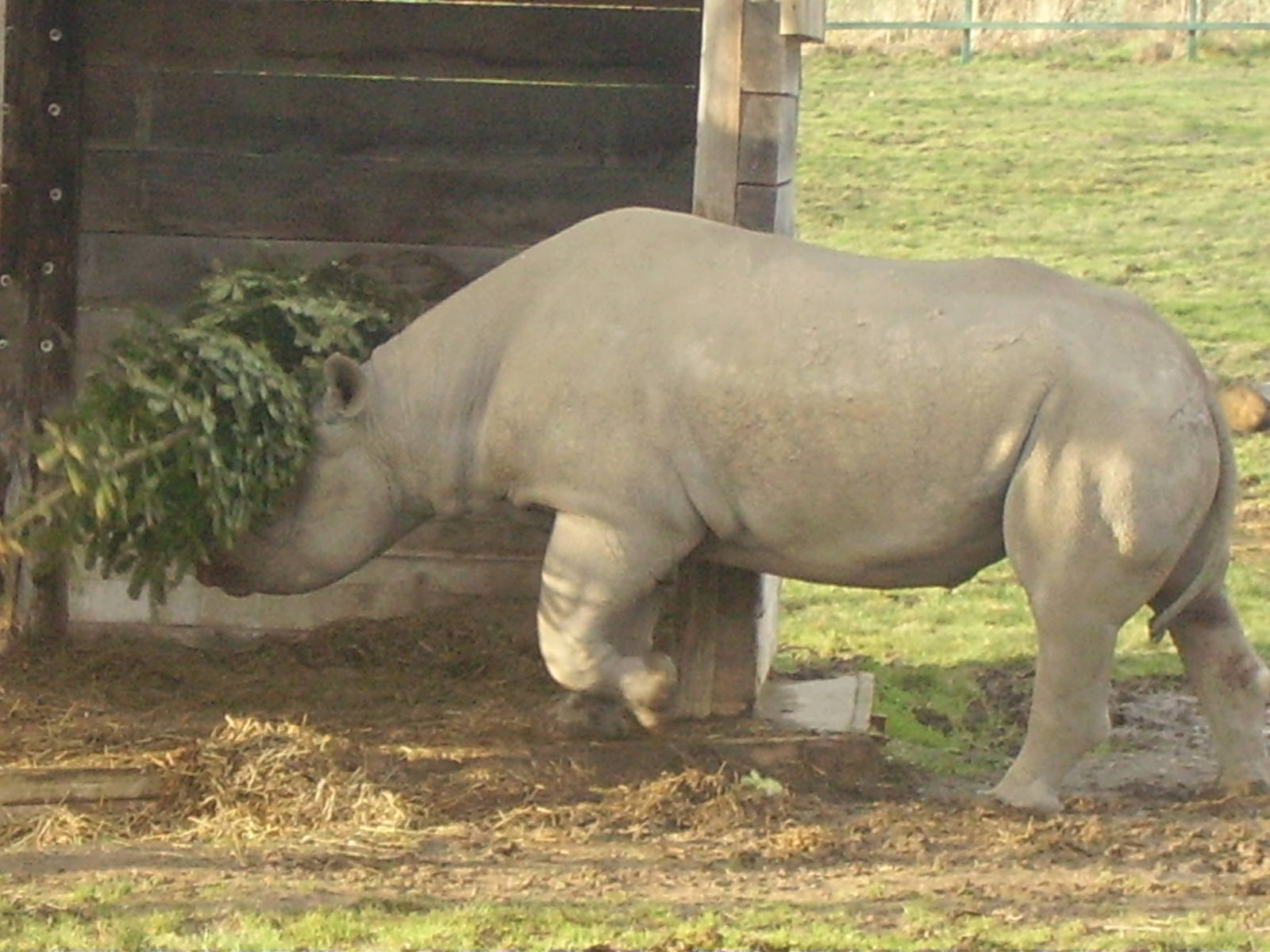 howlettes jan 24 2010 065