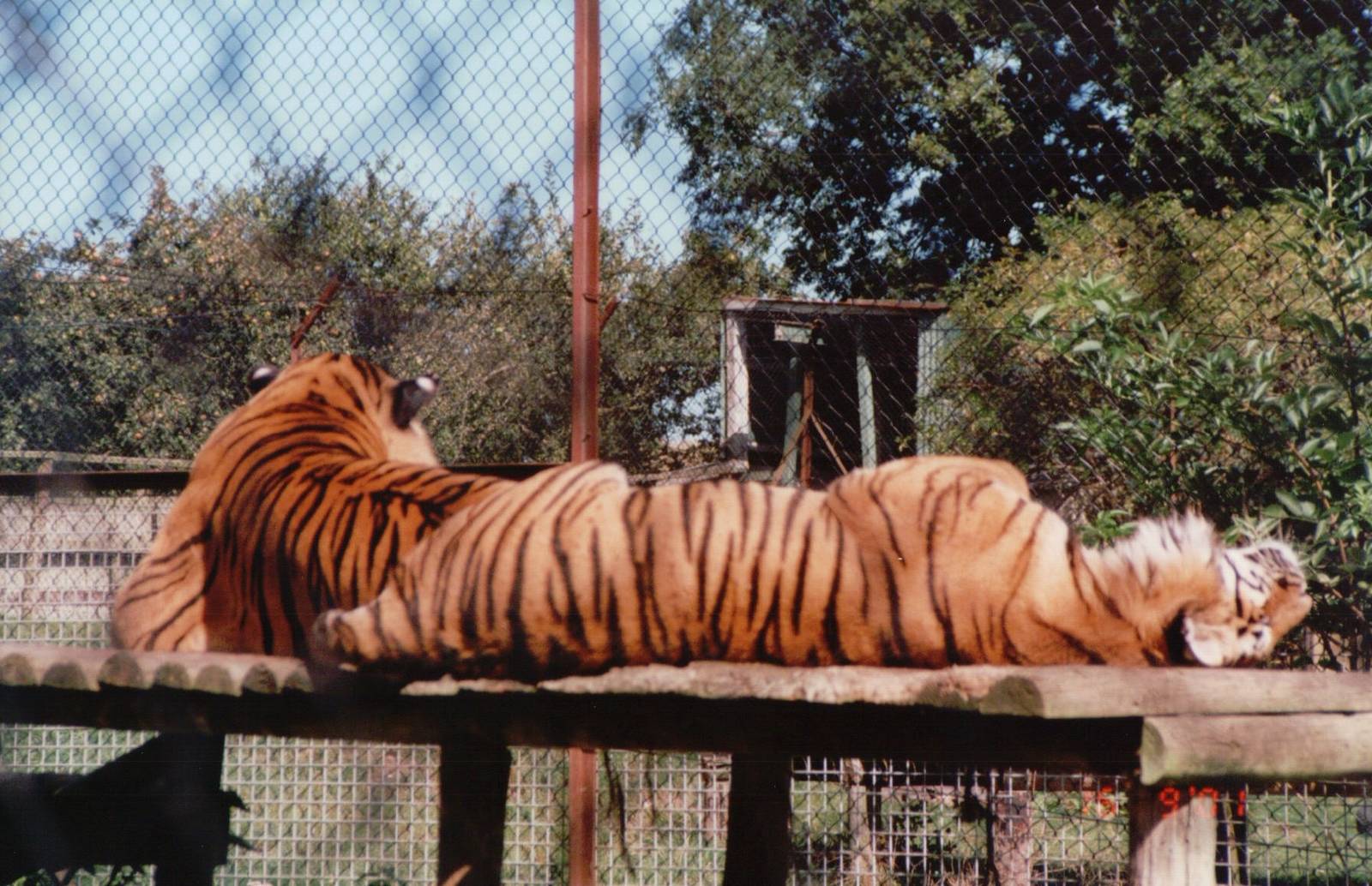 Howletts 2001 - Amur Tigers?