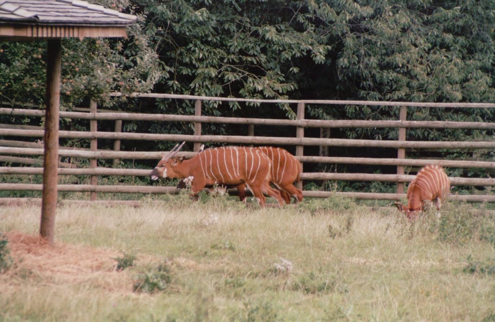 Howletts 2001 - Bongo