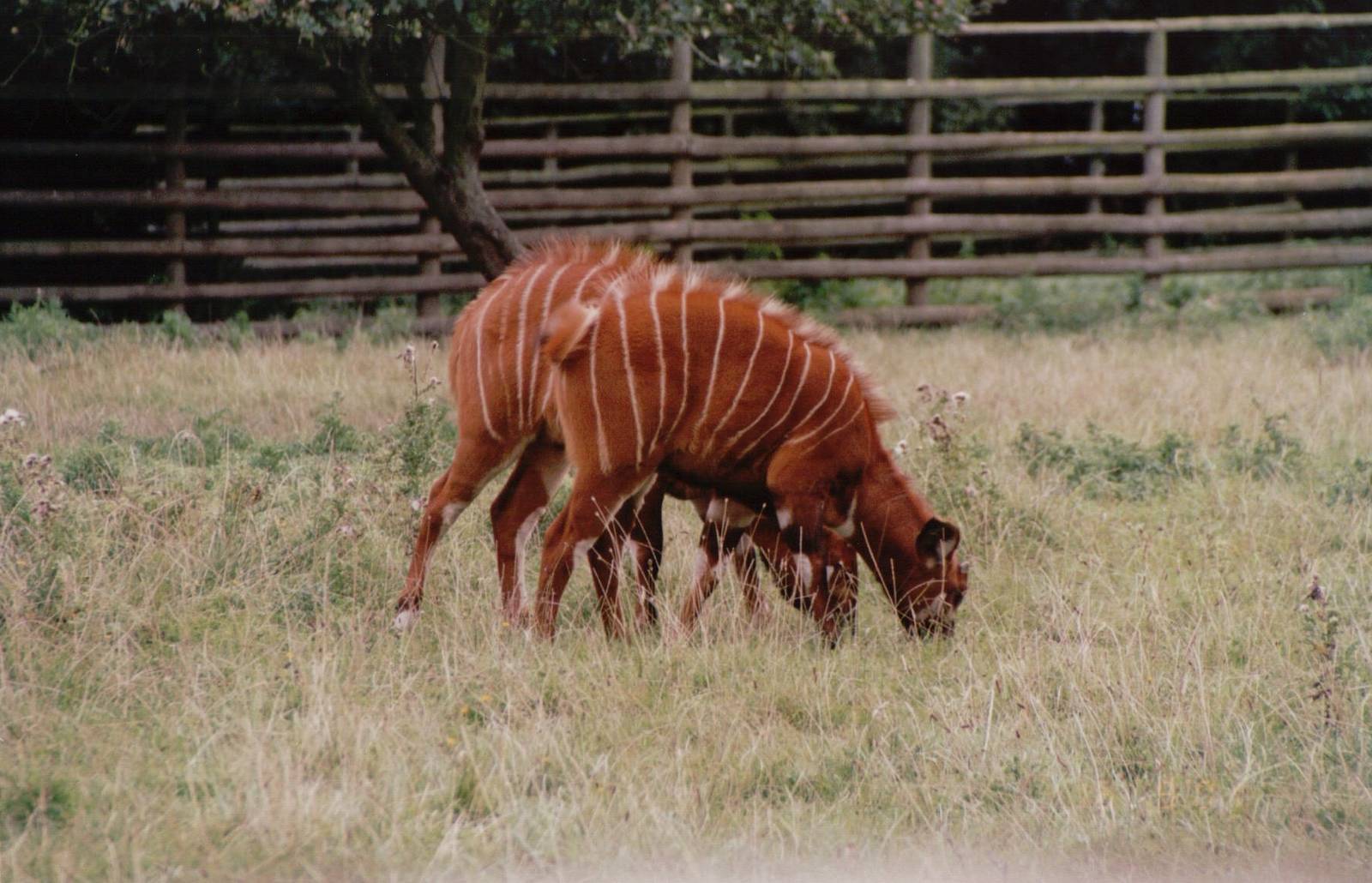 Howletts 2001 - Bongo