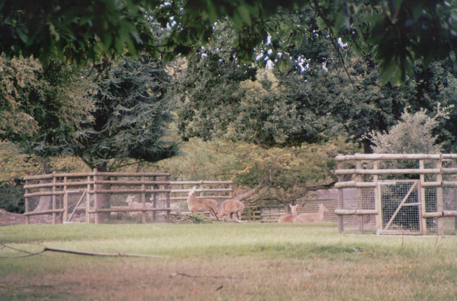 Howletts 2001 - Nilgai group in a distance