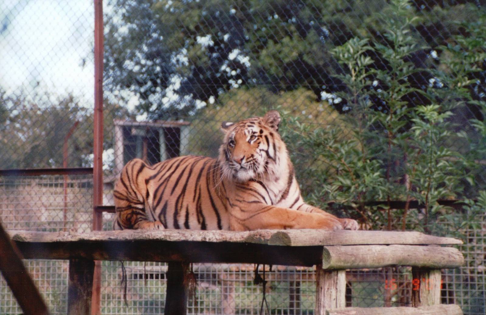 Howletts 2001 - Sumatran Tiger?