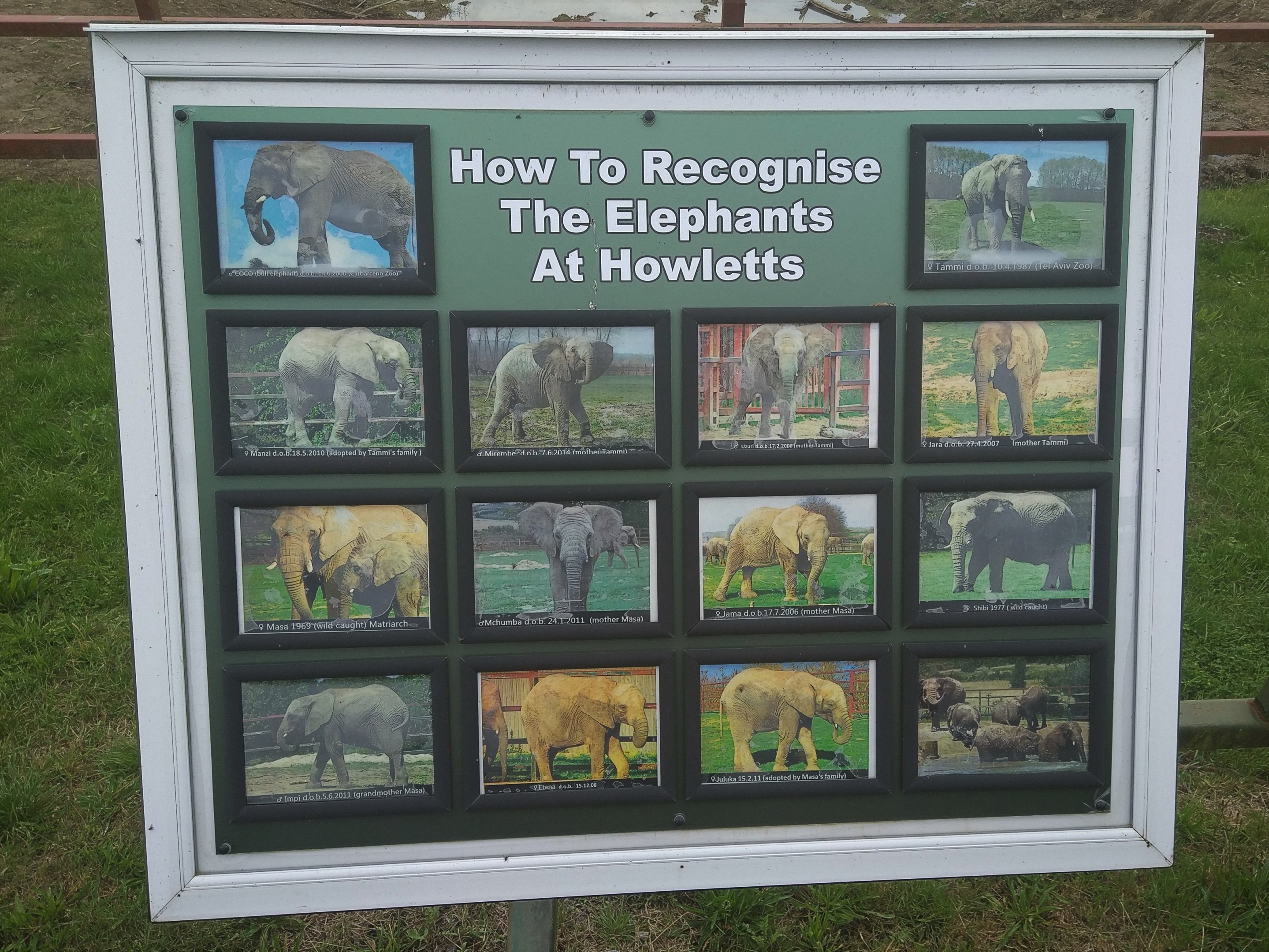Howletts' elephant herd