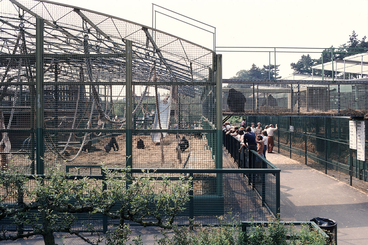 Howletts Gorillarium 1981