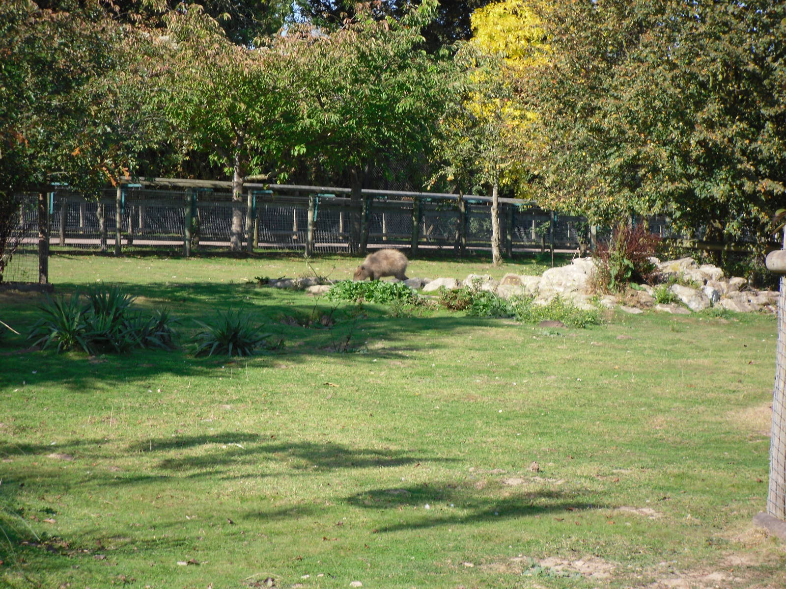Howletts Wild Animal Park 2nd October 2011