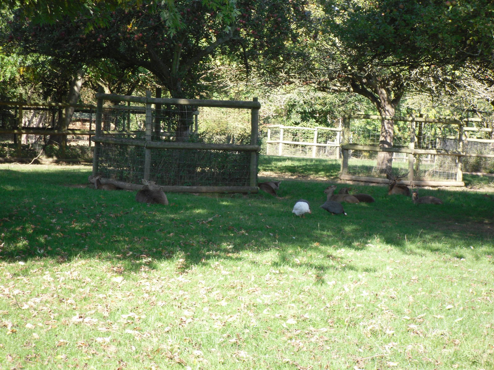 Howletts Wild Animal Park 2nd October 2011