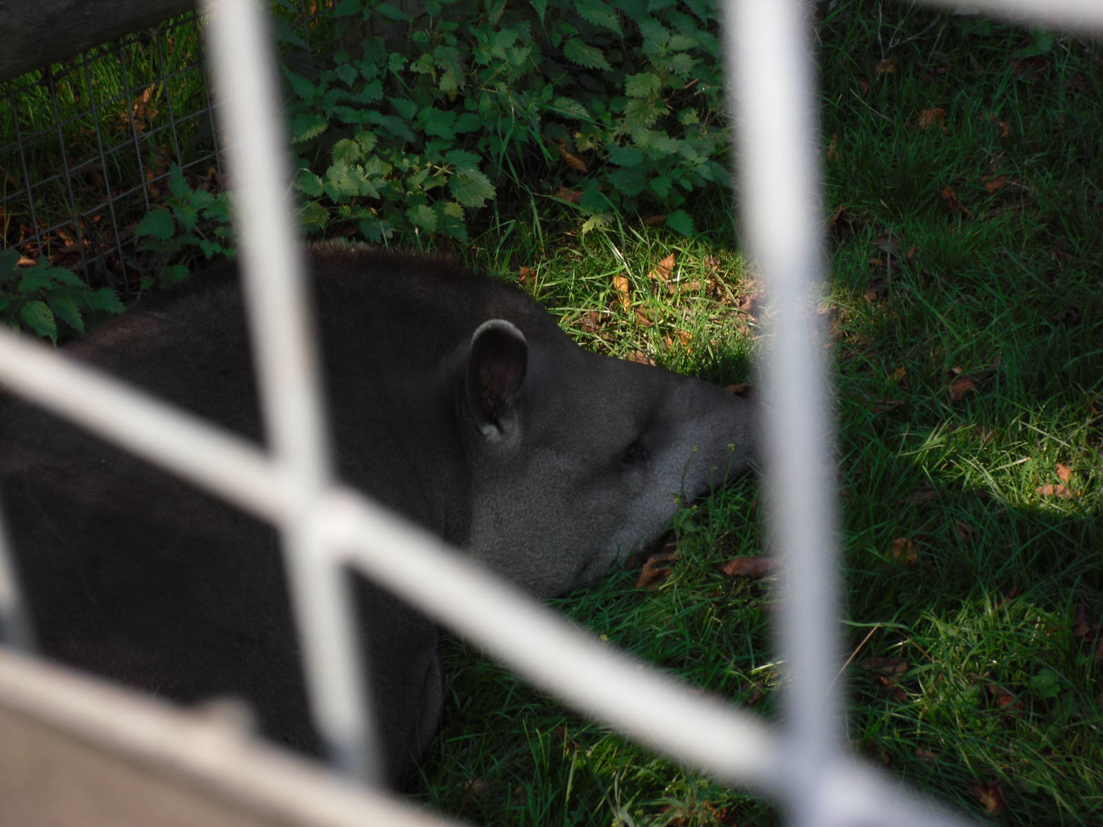 Howletts Wild Animal Park 2nd October 2011