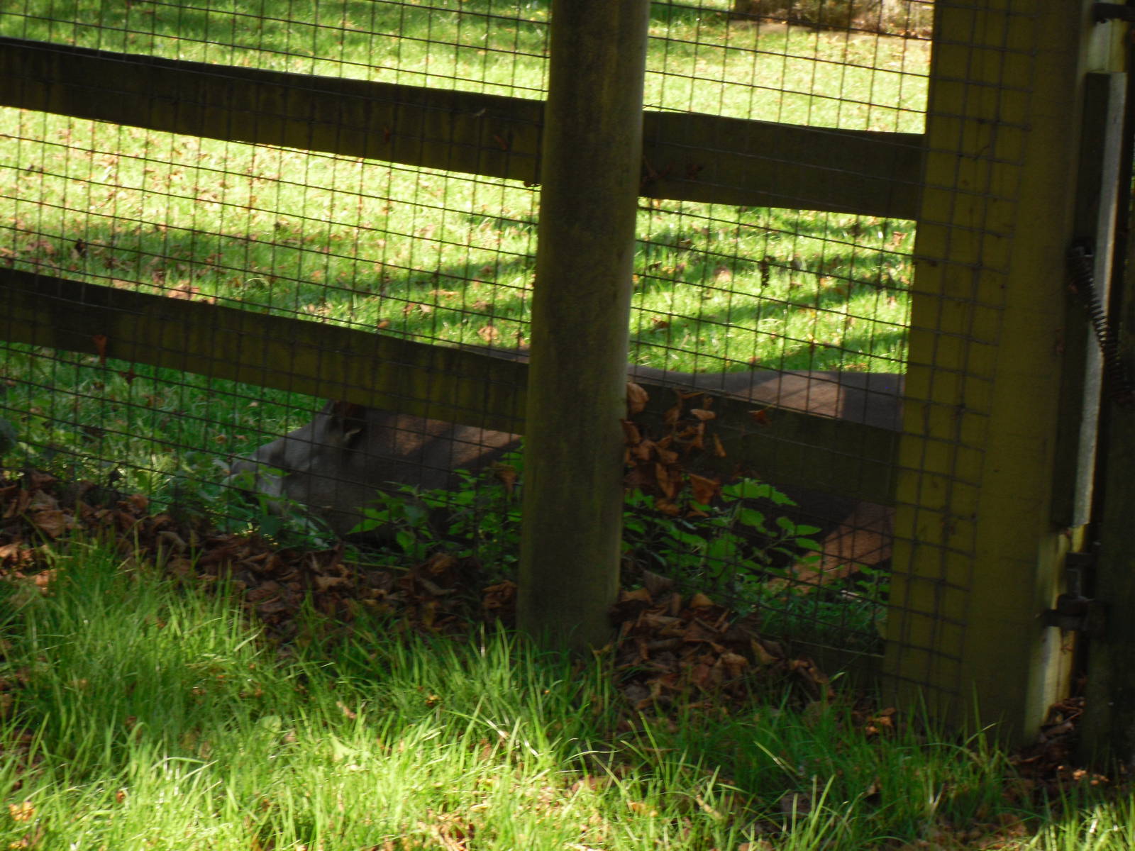 Howletts Wild Animal Park 2nd October 2011