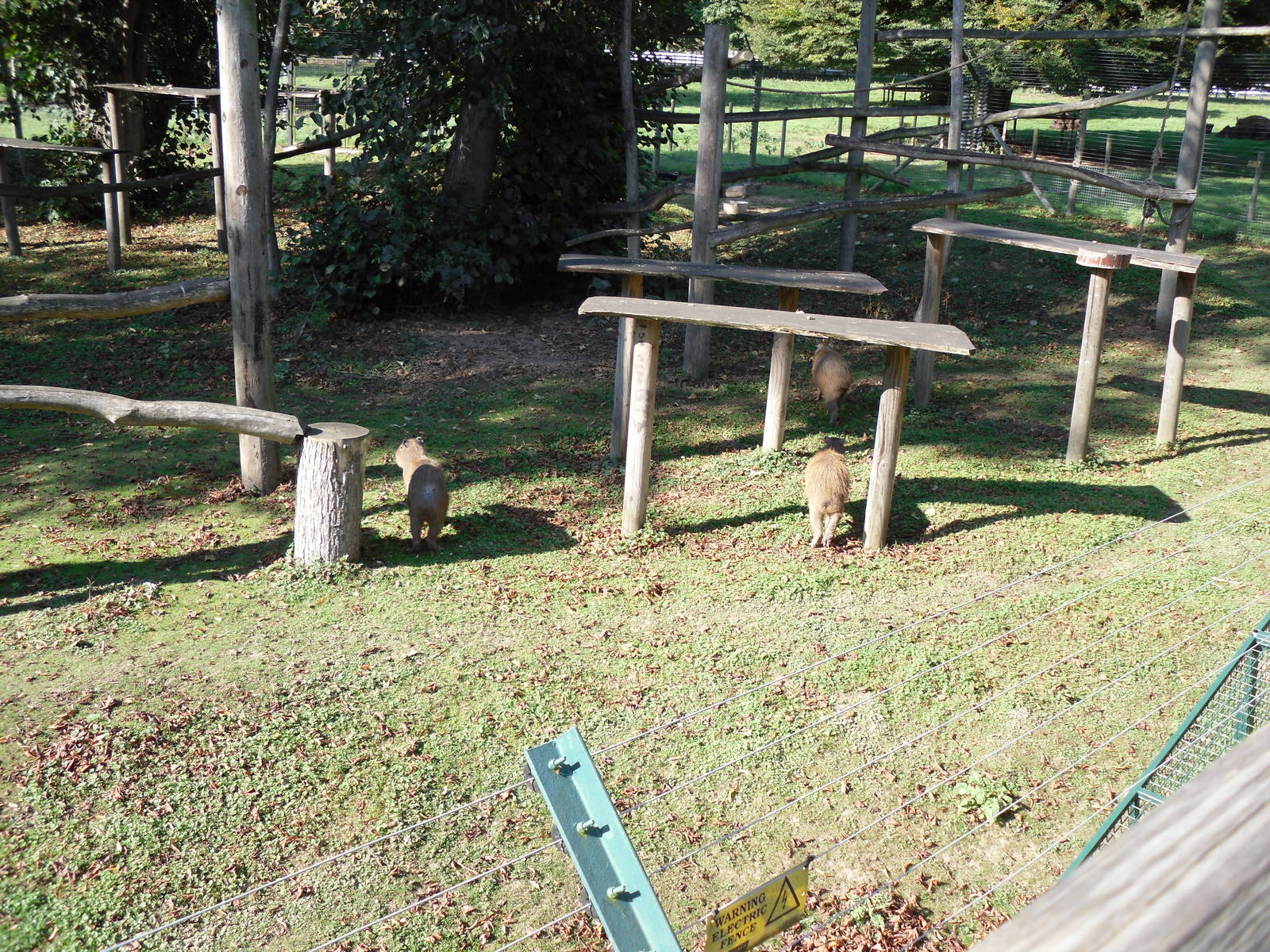 Howletts Wild Animal Park 2nd October 2011