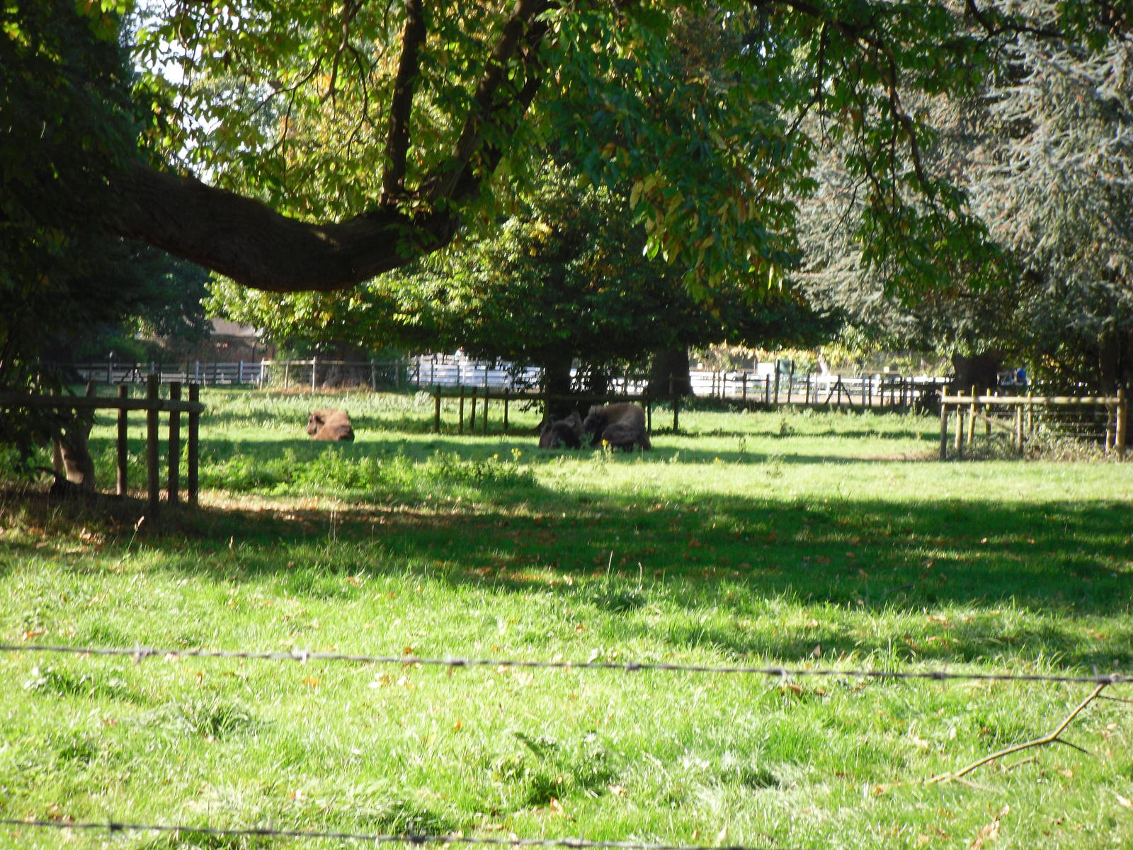 Howletts Wild Animal Park 2nd October 2011