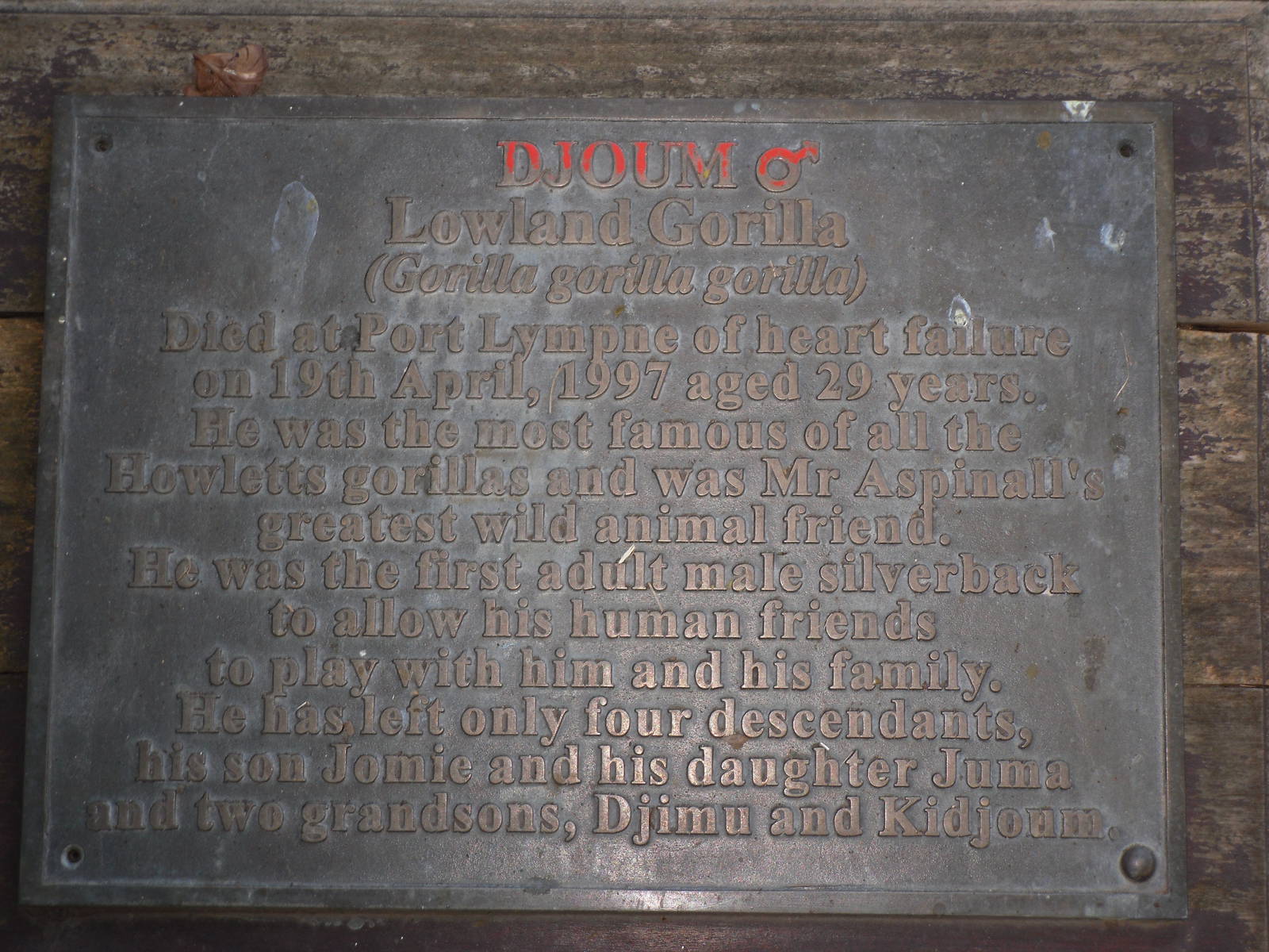 Howletts Wild Animal Park 2nd October 2011