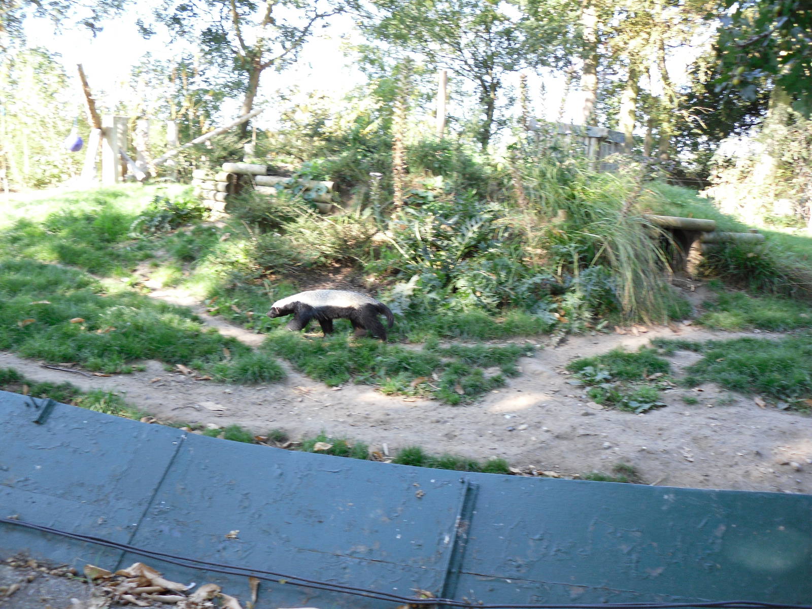 Howletts Wild Animal Park 2nd October 2011
