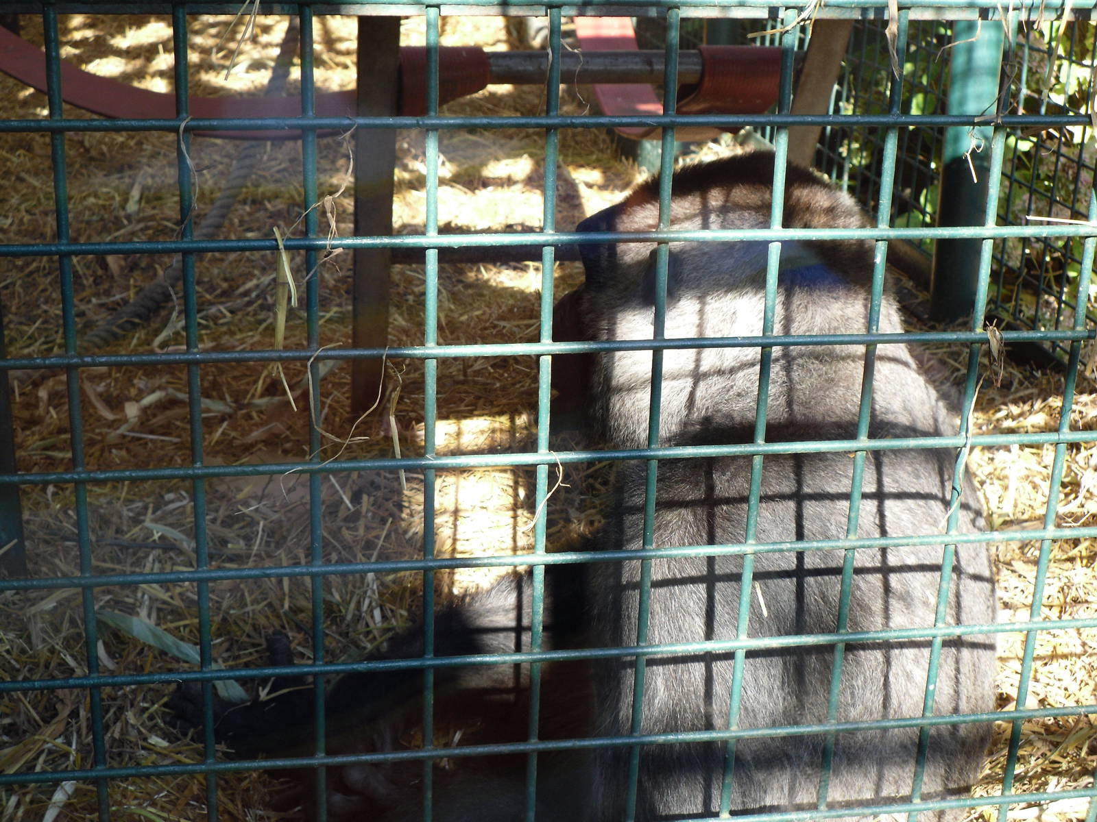 Howletts Wild Animal Park 2nd October 2011