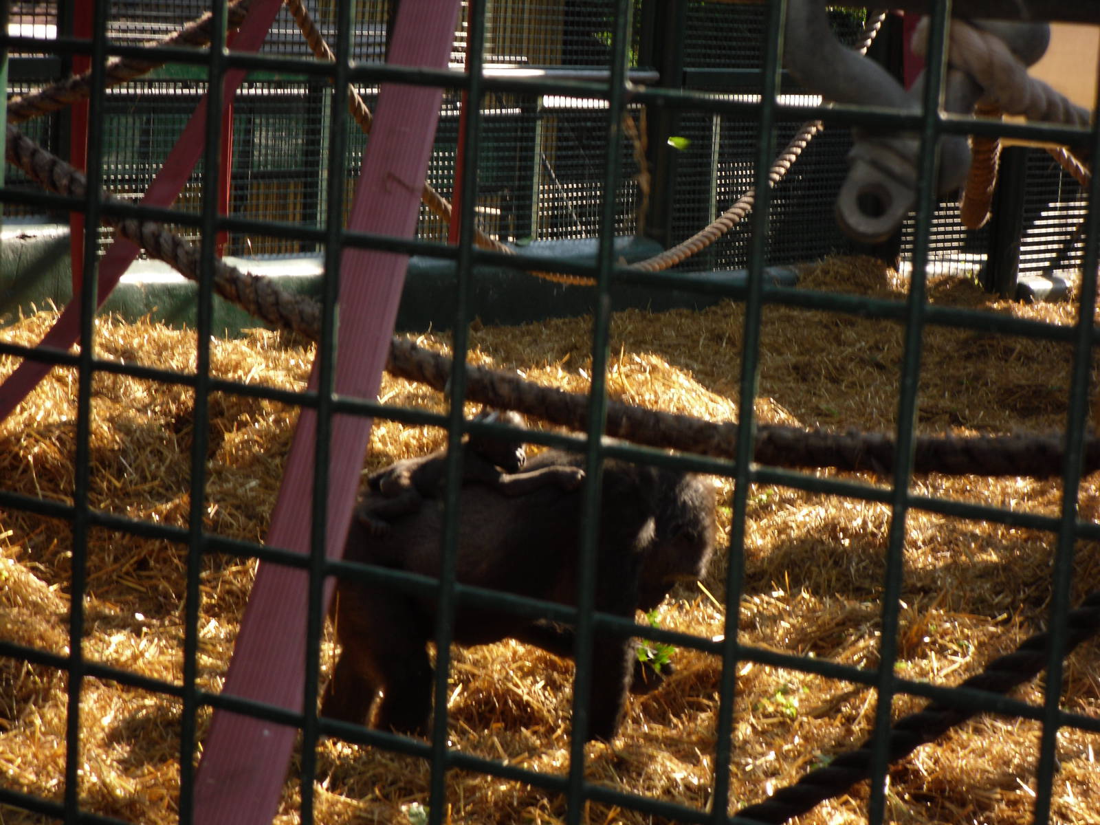 Howletts Wild Animal Park 2nd October 2011