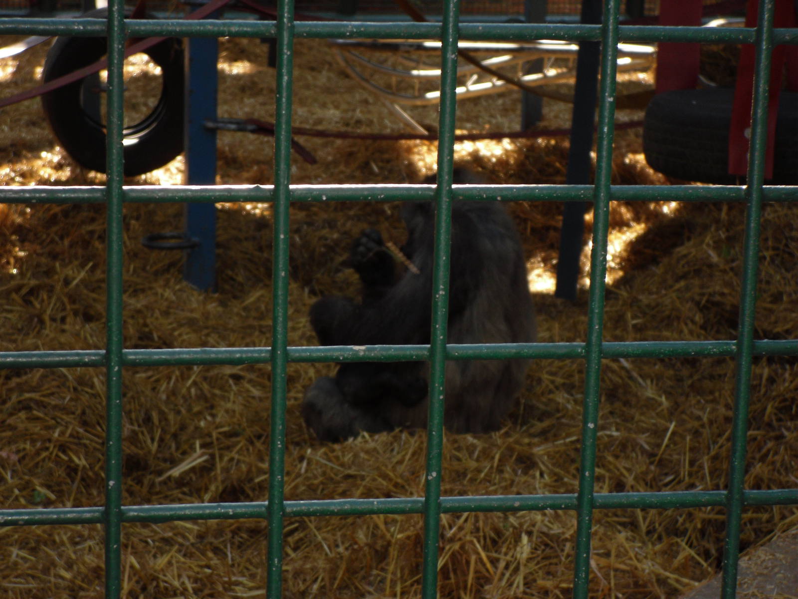 Howletts Wild Animal Park 2nd October 2011