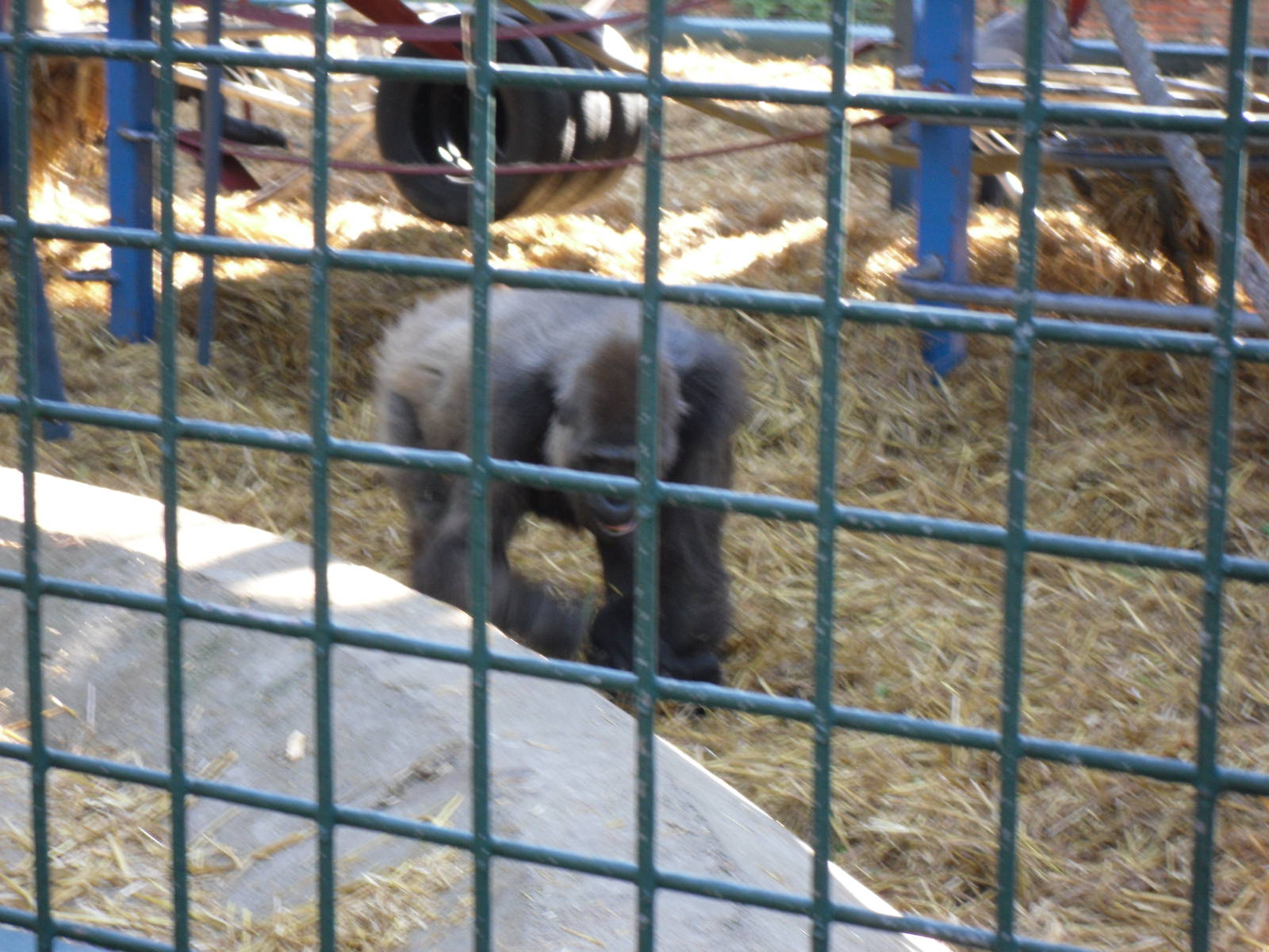 Howletts Wild Animal Park 2nd October 2011