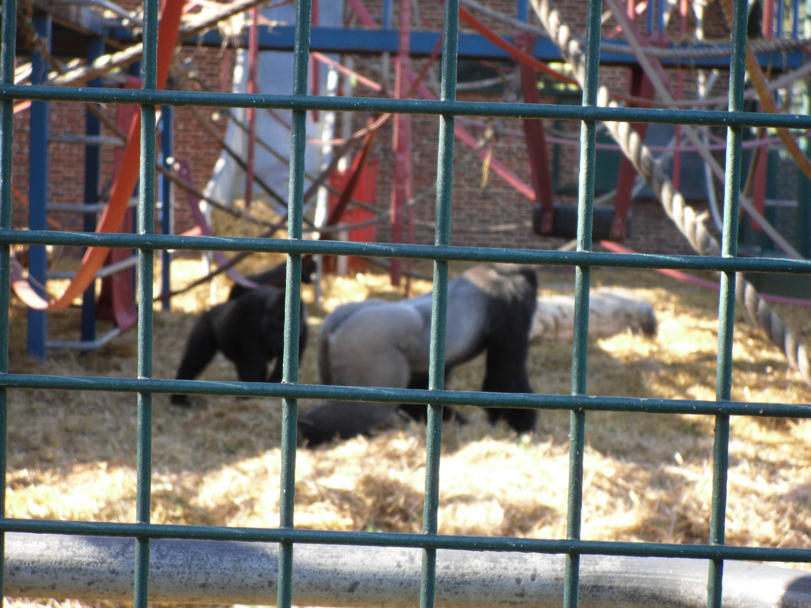 Howletts Wild Animal Park 2nd October 2011
