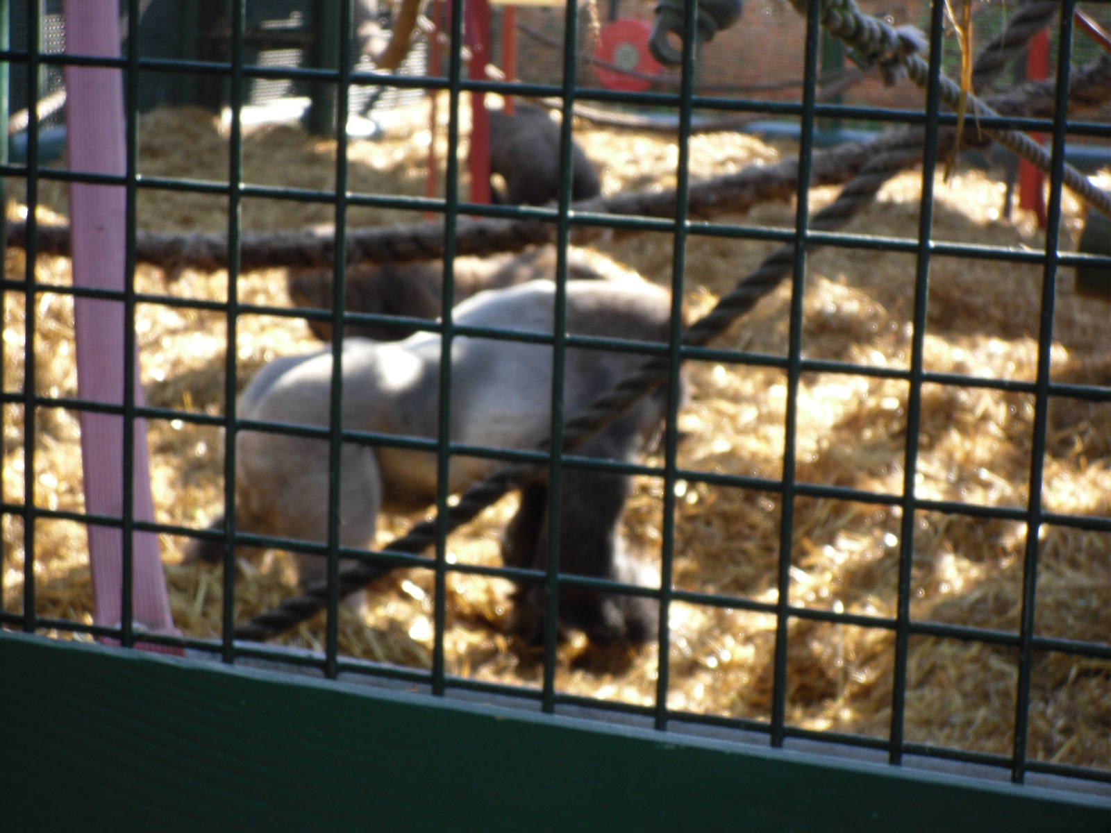 Howletts Wild Animal Park 2nd October 2011