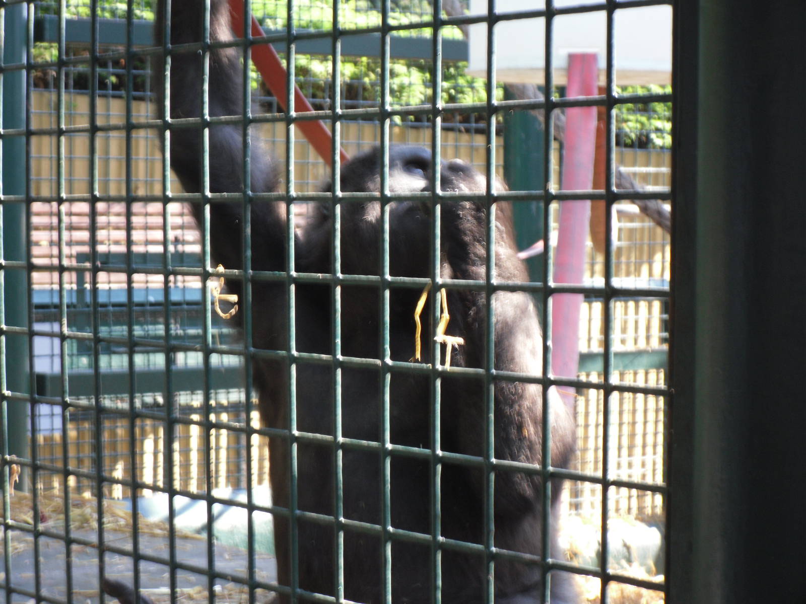 Howletts Wild Animal Park 2nd October 2011