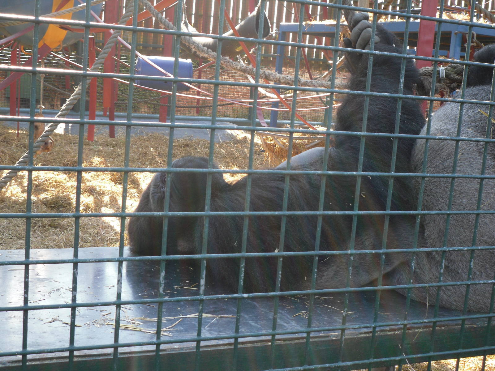 Howletts Wild Animal Park 2nd October 2011