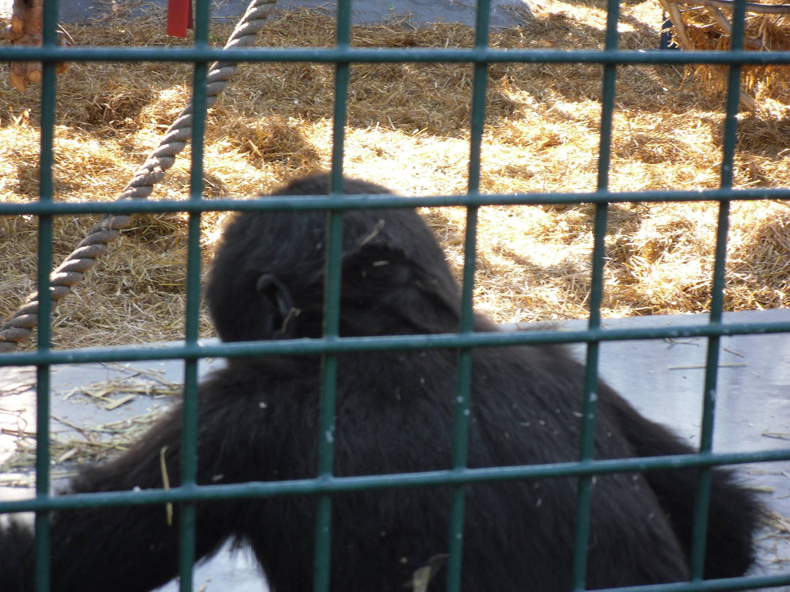 Howletts Wild Animal Park 2nd October 2011