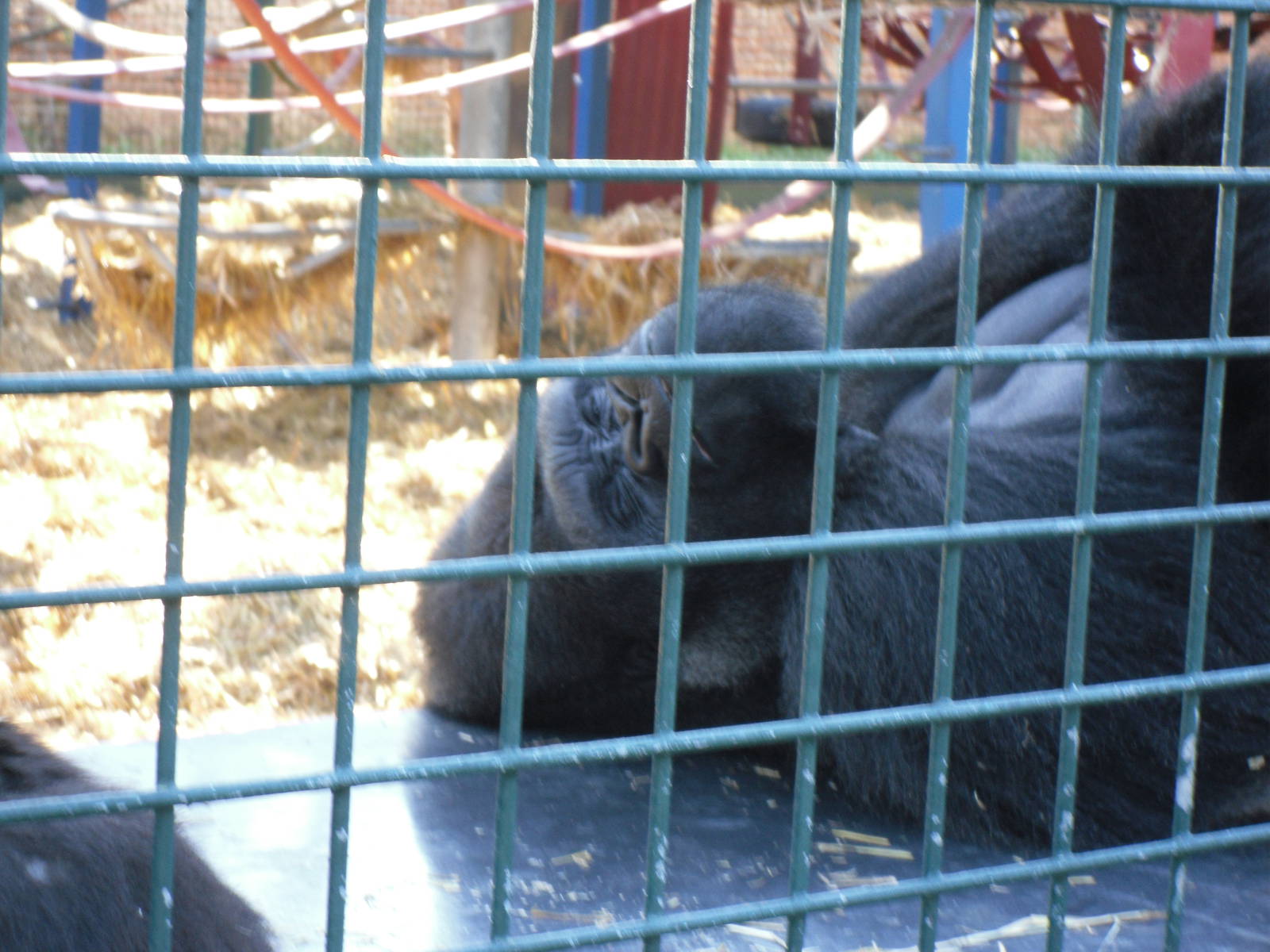 Howletts Wild Animal Park 2nd October 2011