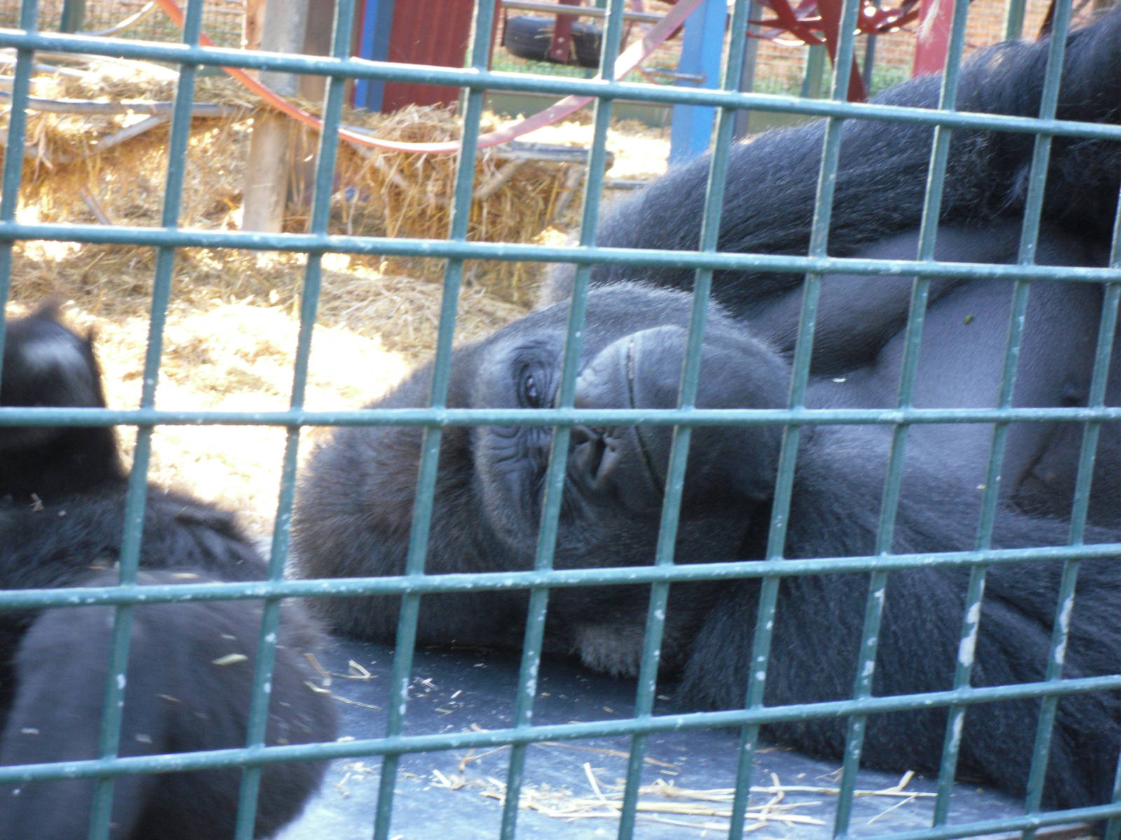 Howletts Wild Animal Park 2nd October 2011
