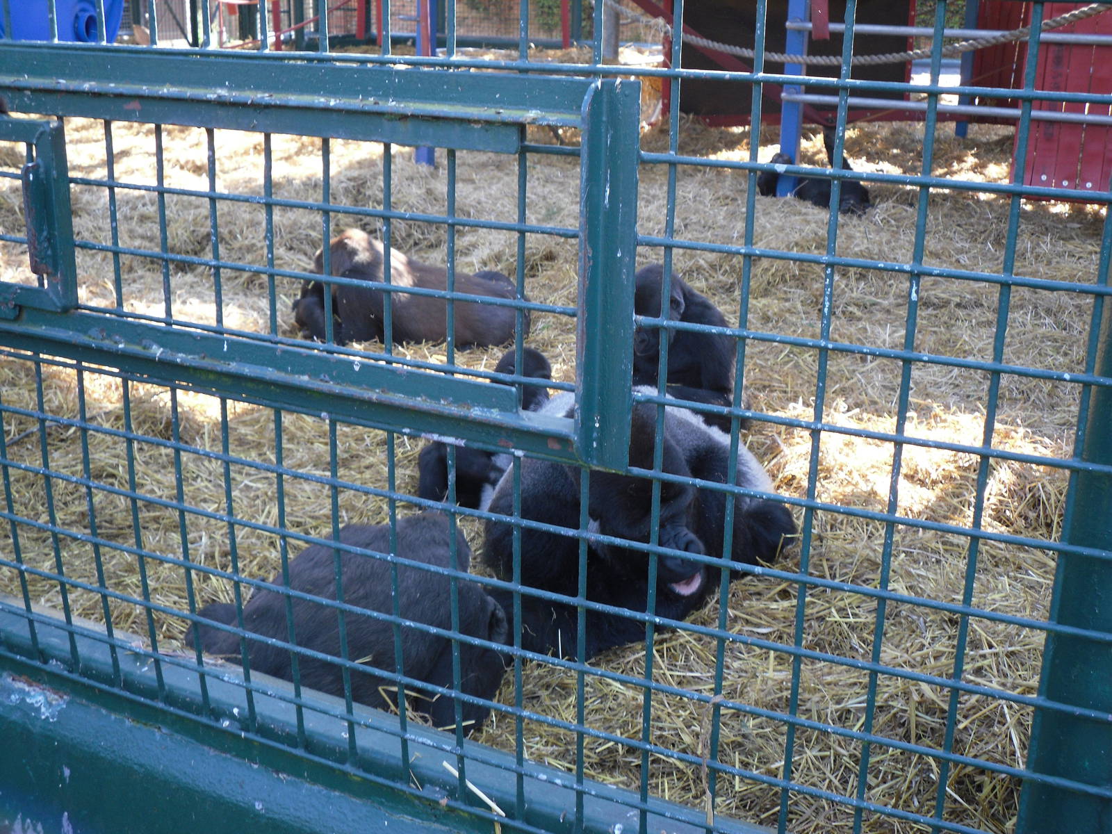 Howletts Wild Animal Park 2nd October 2011