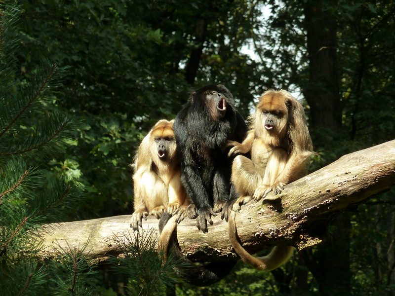 Howling black howler monkeys