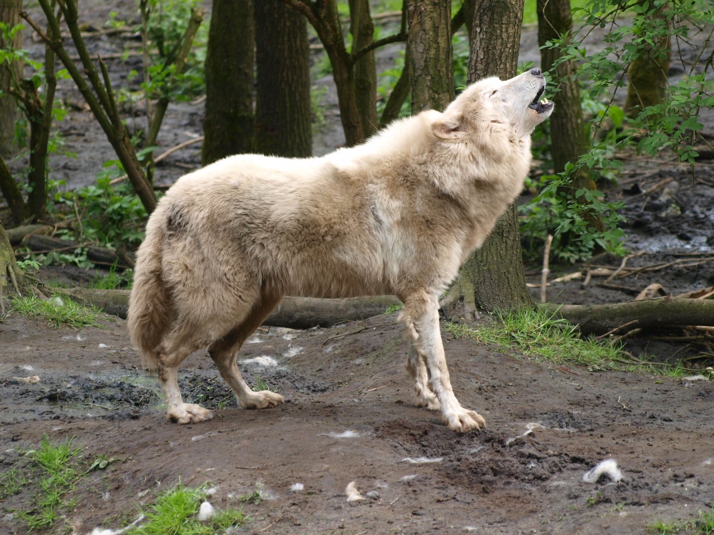 Howling Hudson Bay Wolf (Canis lupus hudsonicus)