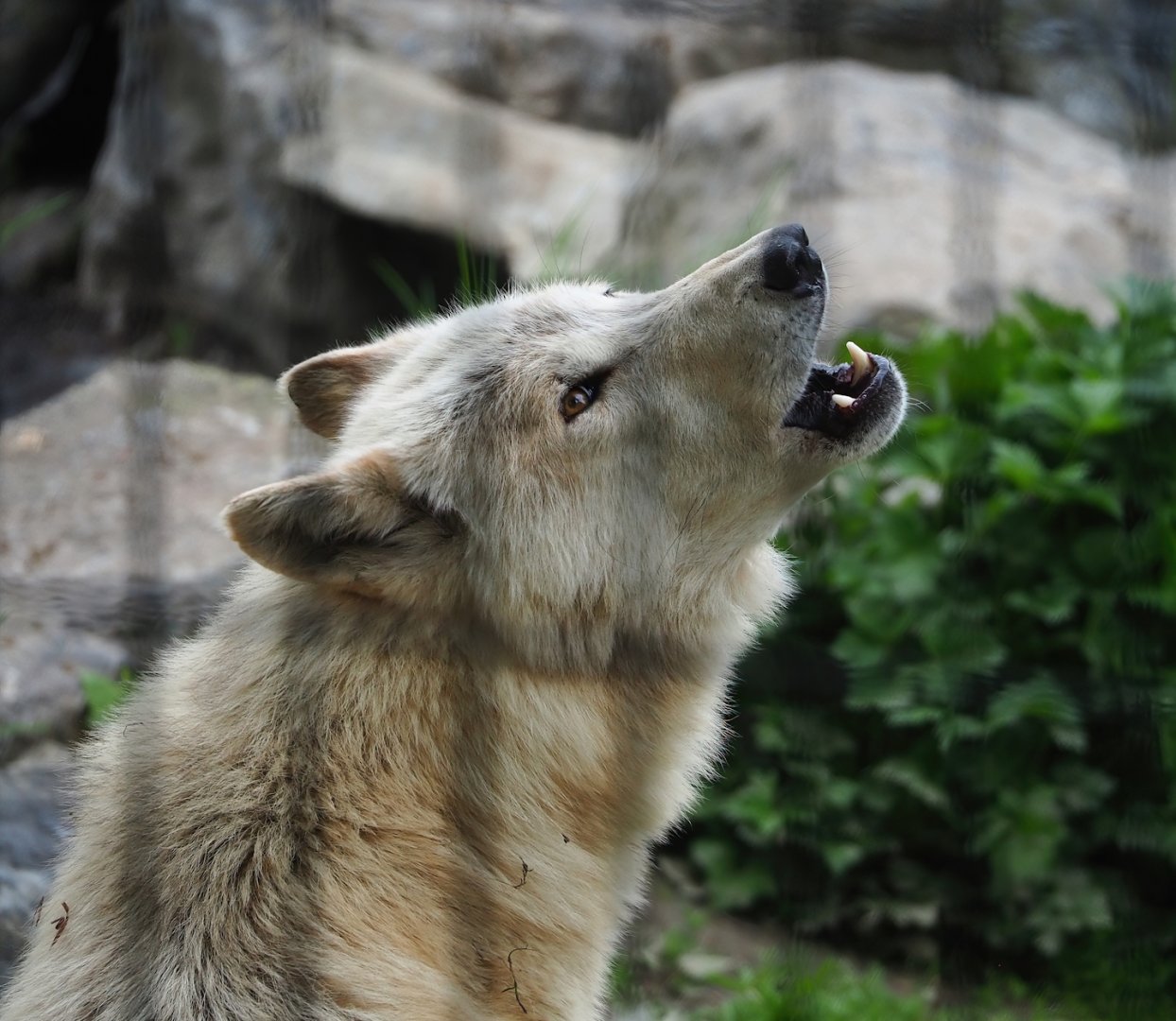 Howling Mackenzie valley wolf (Canis lupus occidentalis), 2023-05-15