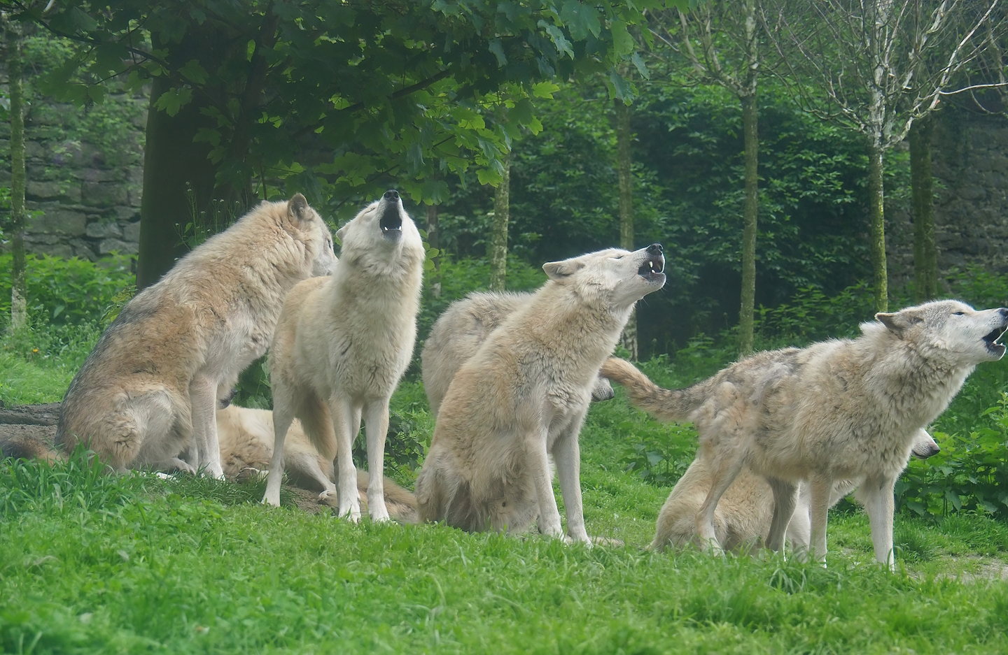 Howling Mackenzie valley wolves (Canis lupus occidentalis), 2023-05-15