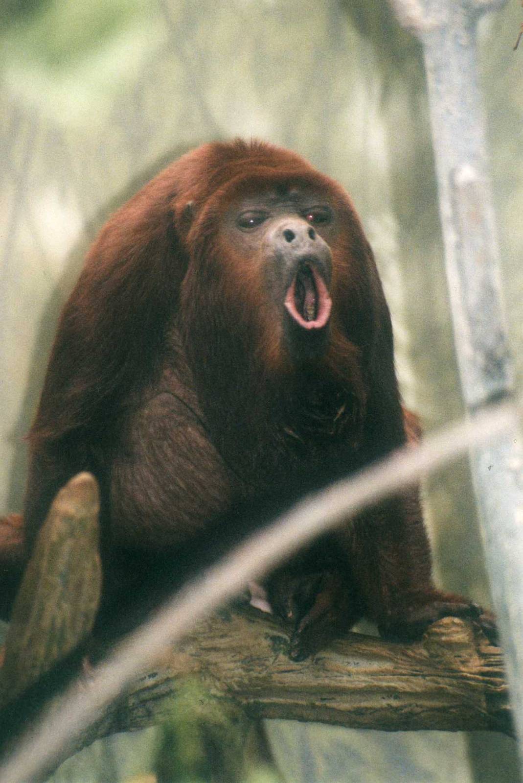 Howling Red Howler