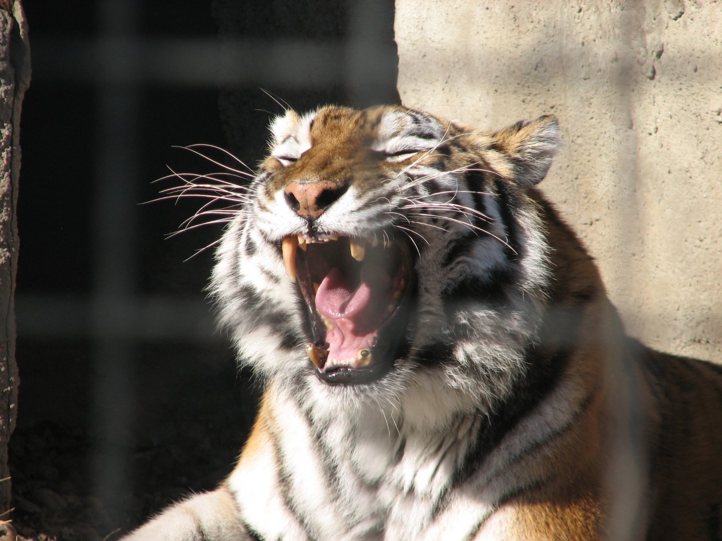 Howling Siberian tiger