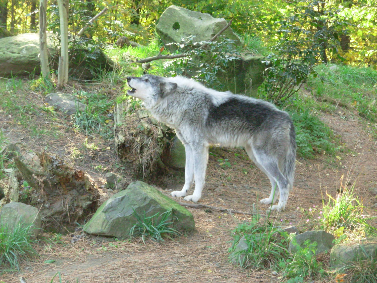 Howling Wolf - Oregon Zoo