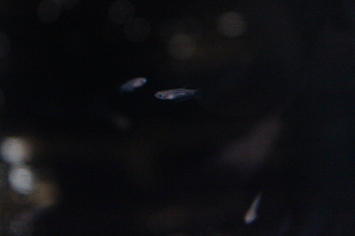 Howong betta (Betta unimaculata) - PCBA