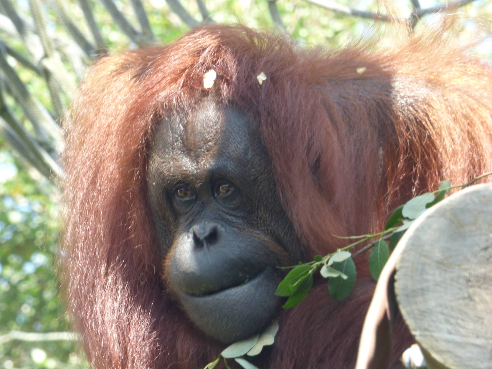 Hsiao-Qui, Bornean Orangutan