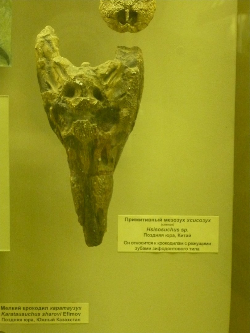 Hsisosuchus sp. skull (cast)