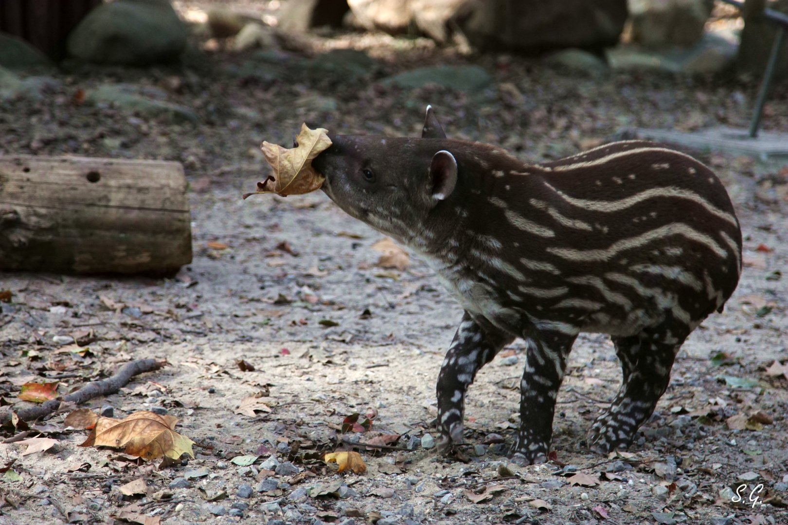 Hua Bei the male lowland tapir