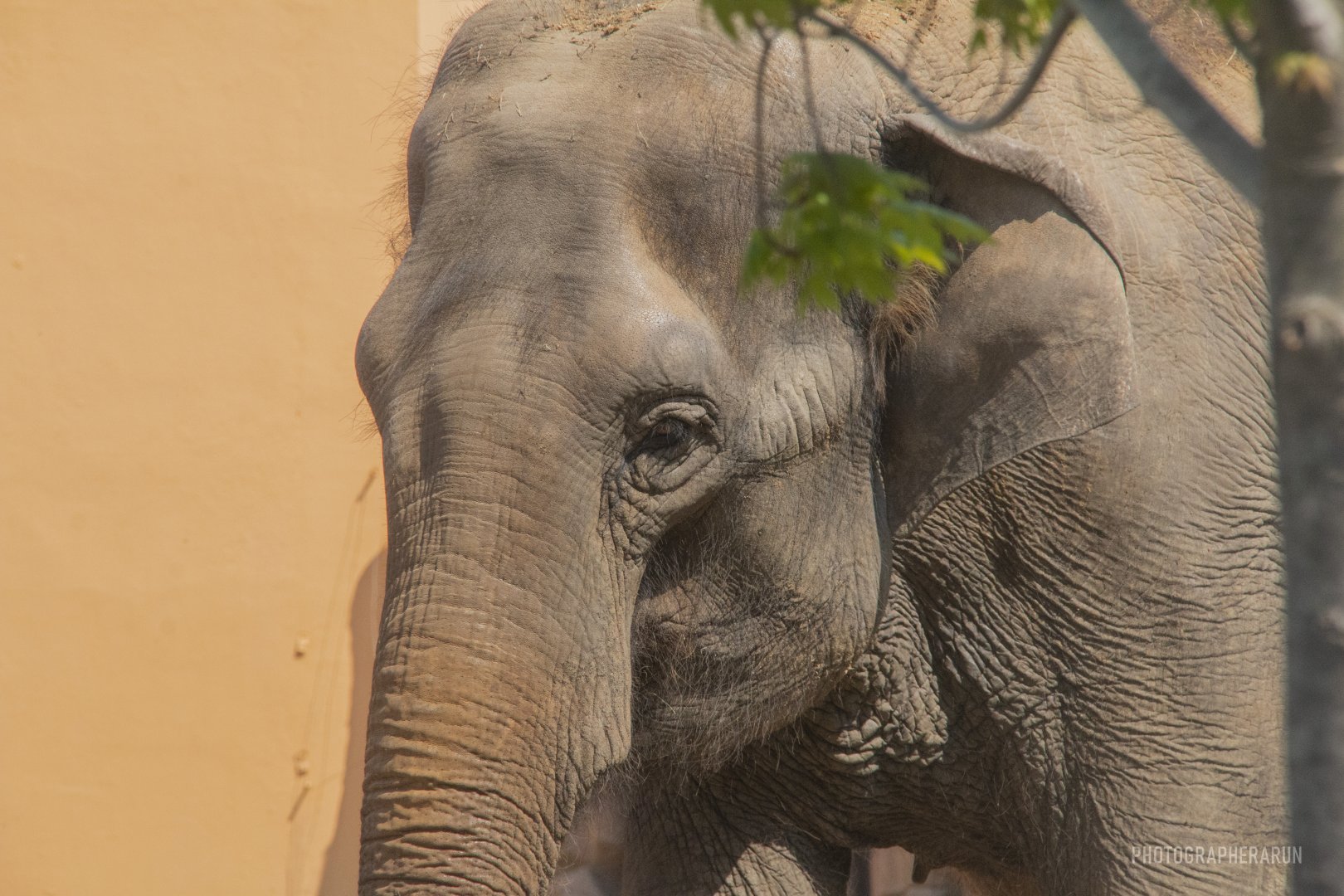 Hua or YuanYuan—Female Asian Elephant