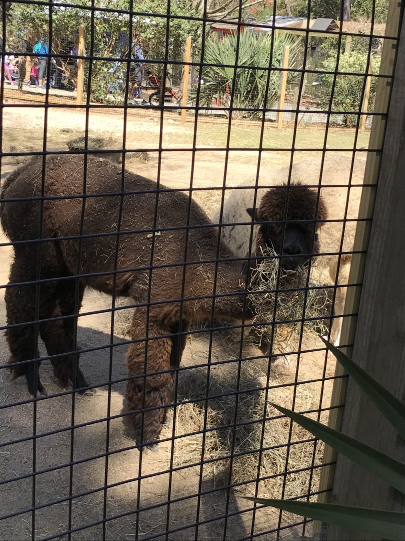 Huacaya alpaca: Tuscany