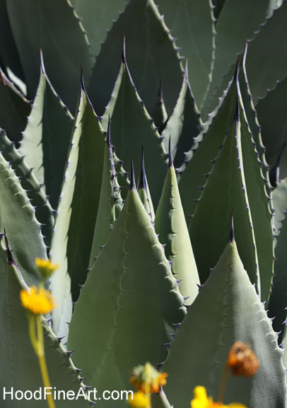 Huachuca agave