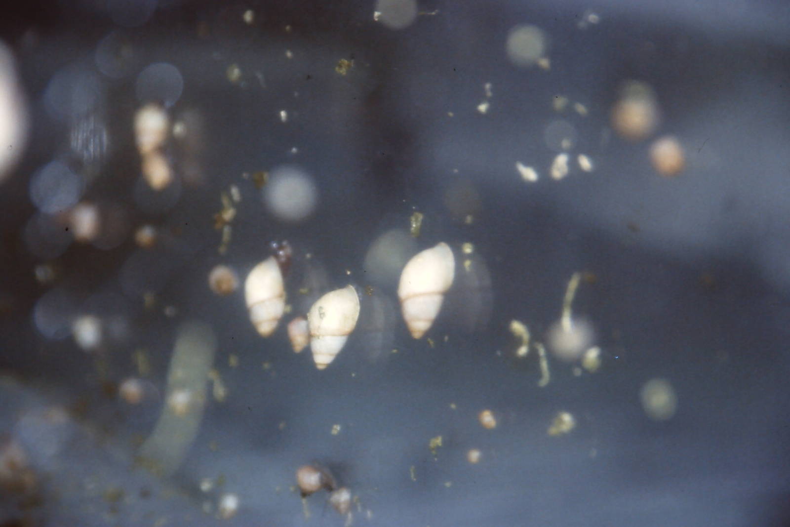 Huahine tree snails, Bug World, Liverpool 2010