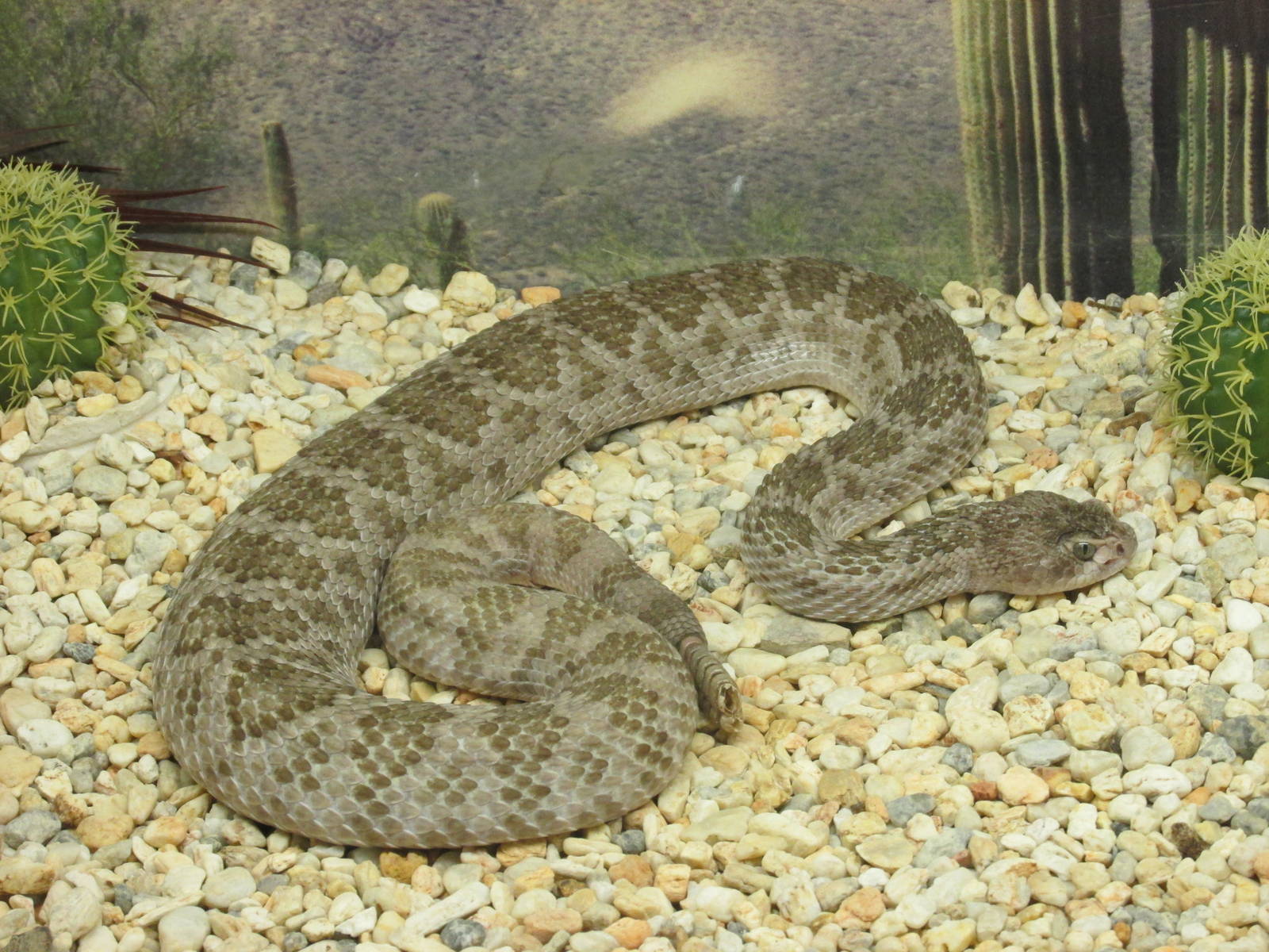 huamantla rattlesnake chapultepec zoo