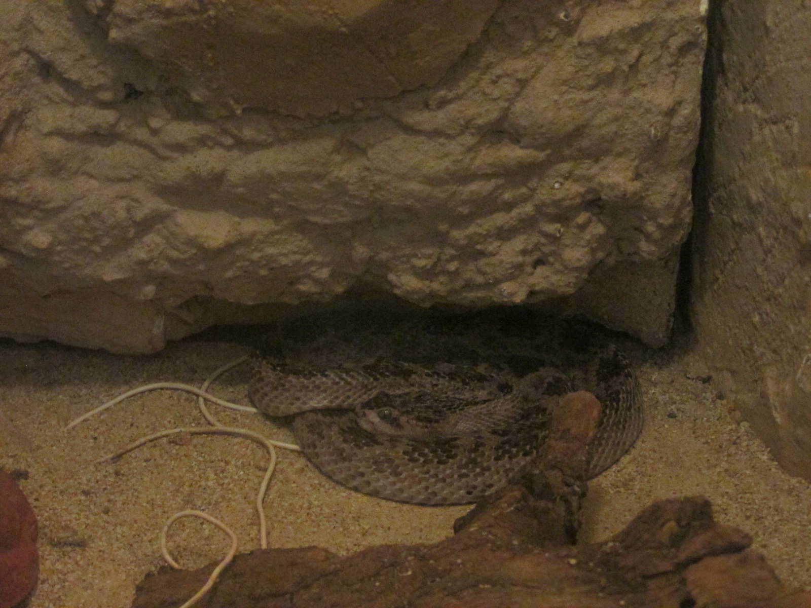 huamantla rattlesnake zoologico del altiplano