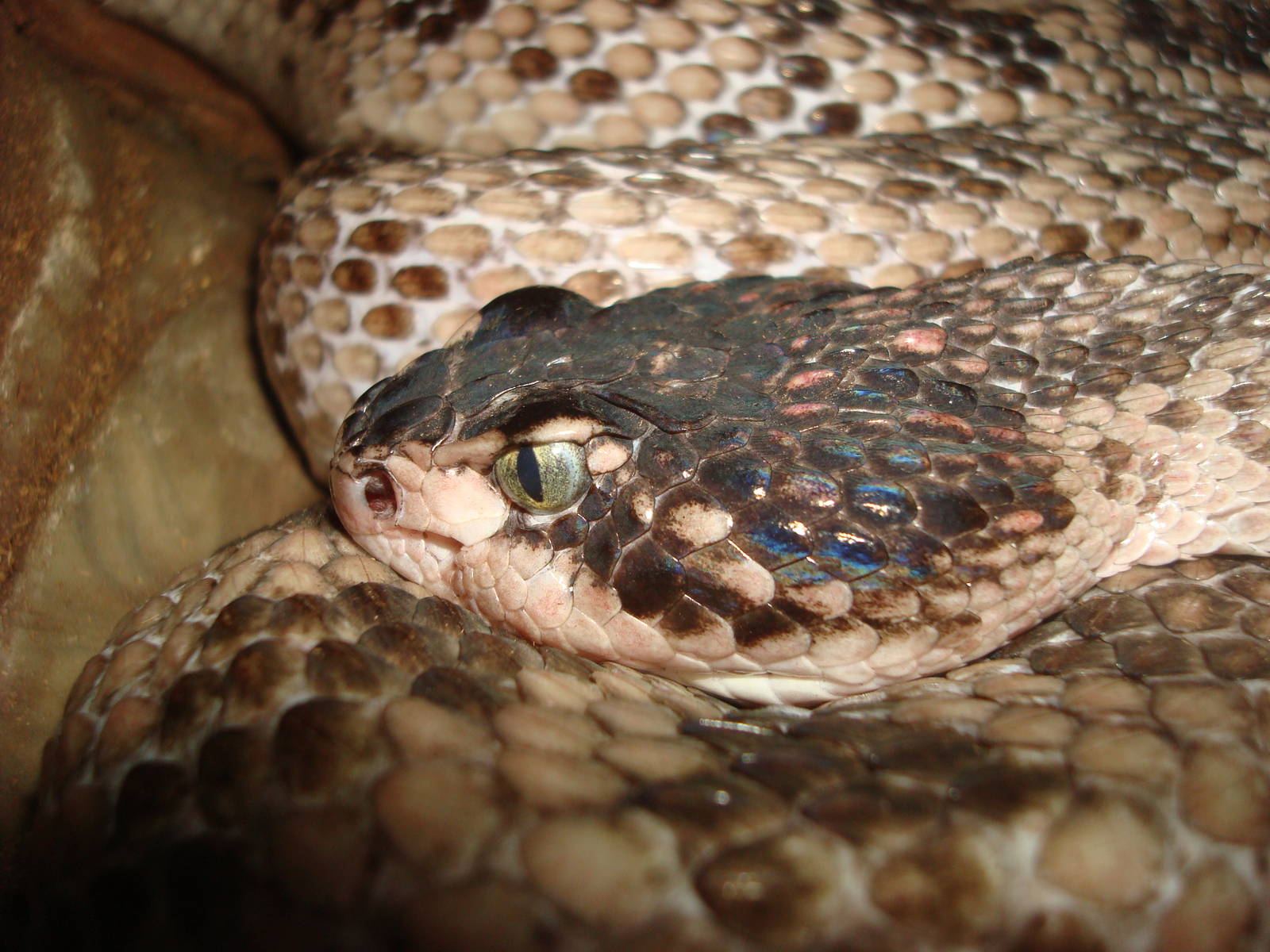 Huamantlan rattlesnake - (Crotalus scutulatus salvini)