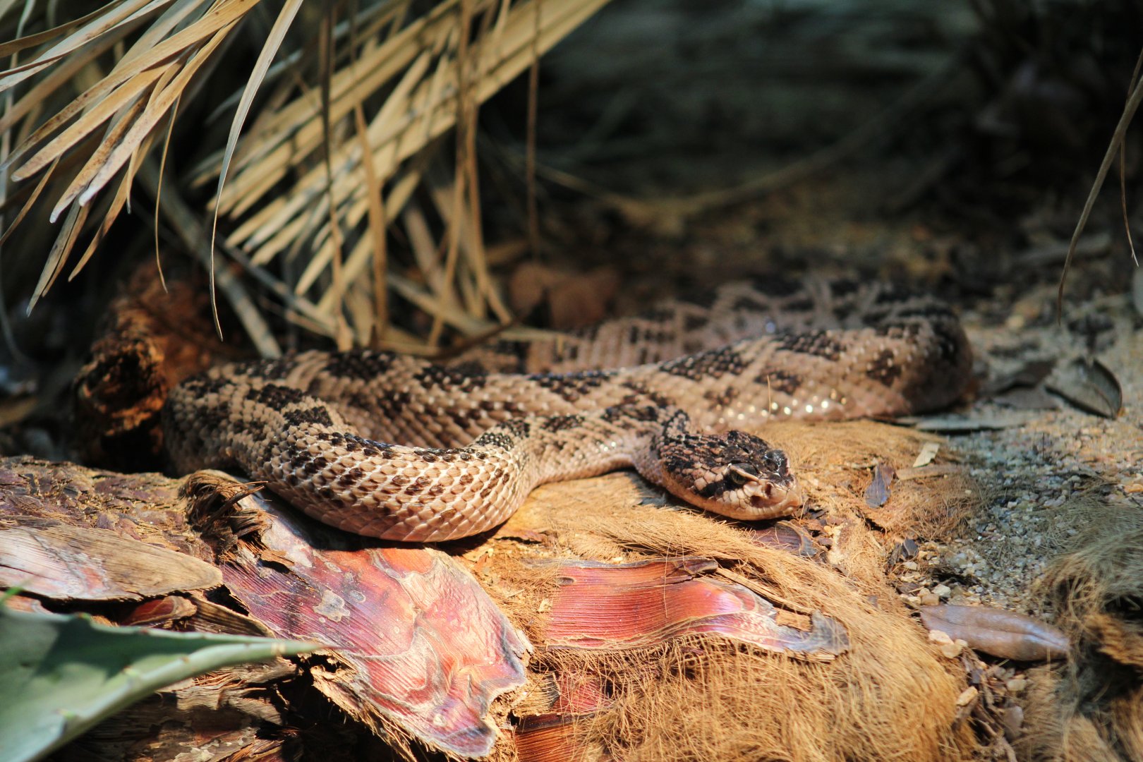 Huamantlan Rattlesnake